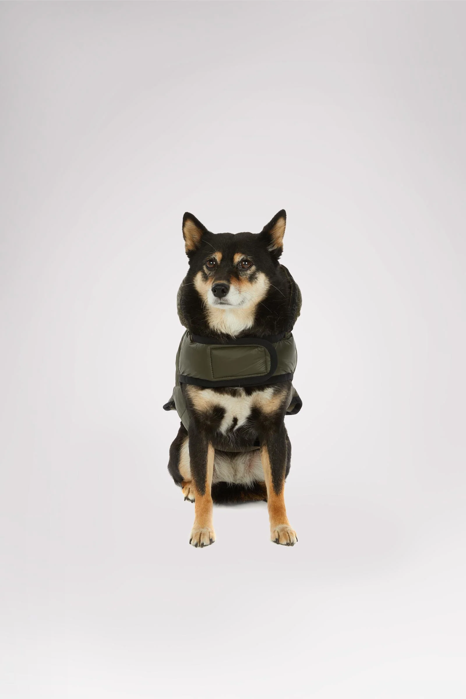 Eddie Jacket for Dogs - Image 3