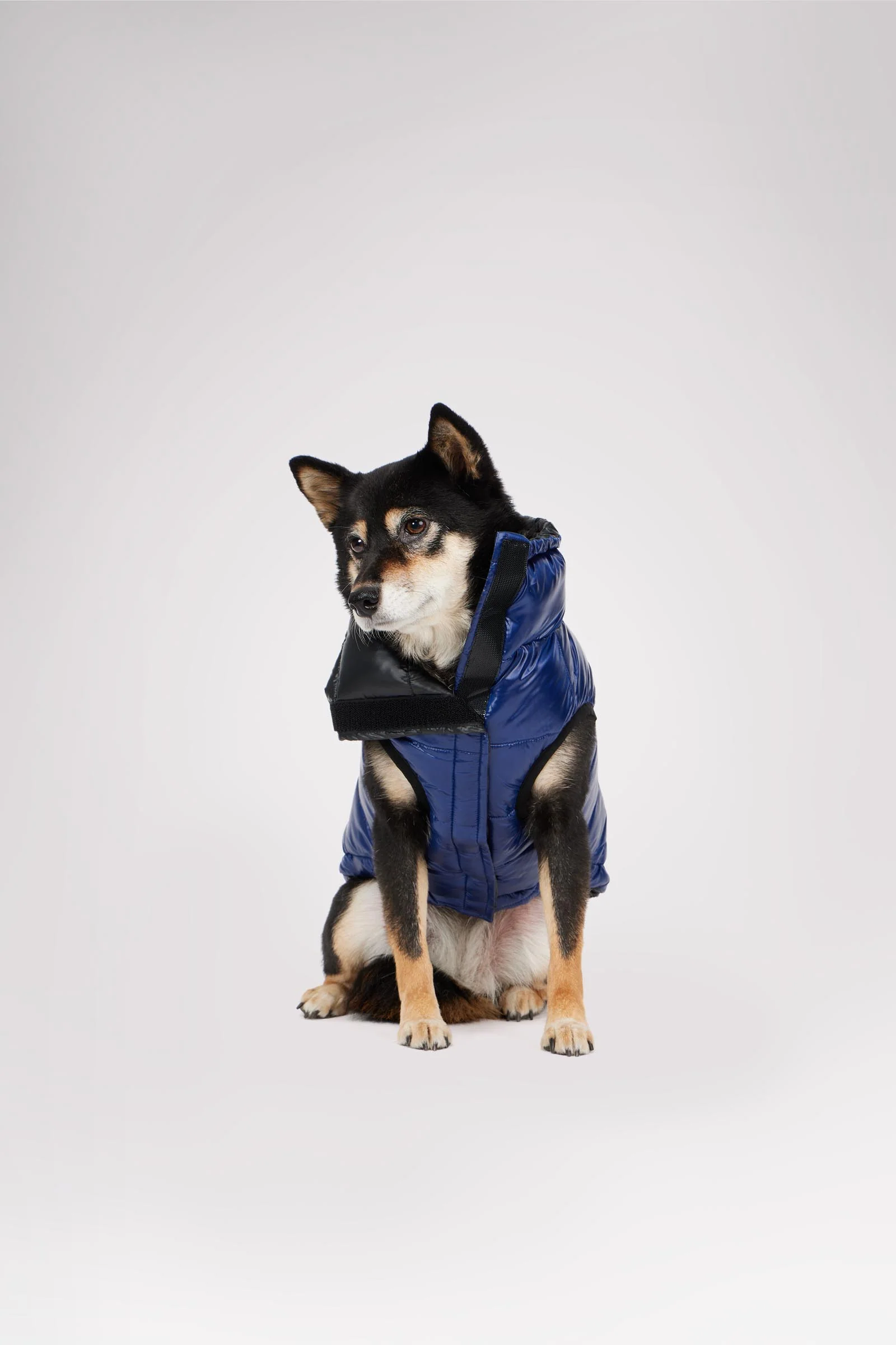 Theo Reversible Puffer for Dogs - Image 4