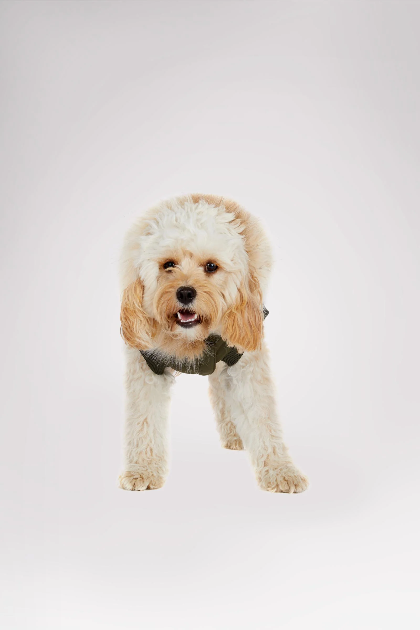 Zeus Jacket for Dogs w/Faux Fur Trim - Image 11